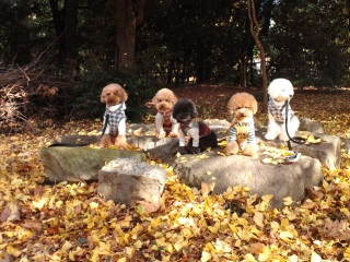 ����ڂ��̃V���[�S�[