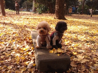 �}�}�̃��f���撣���Ă܂��I