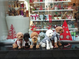 �E�B���h�D�ŃV���[�S�[