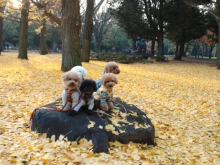 ��������C�G���[�J�[�y�b�g