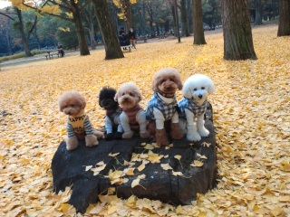 ����ł݂܂���ˁ�