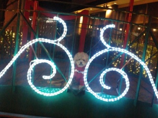 SC�C���~�l�[�V����