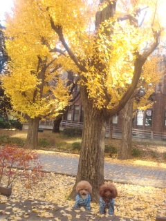 �f�G�ȃ��P�[�V����