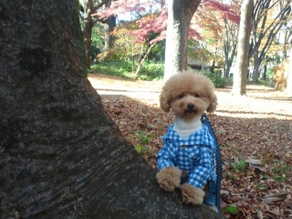 �A���|���^���炪���삢����