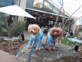 ���S�n�ǂ�IVY PLACE