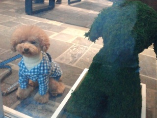 �����R�g�s�A���[�ƁB