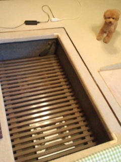 �@�肱���R���Z���g�C��