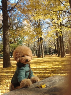 �܂����F���ˁ[