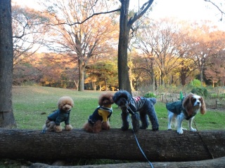 �V���[�S�[��