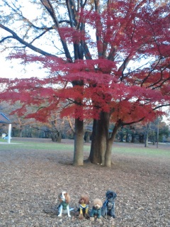 �V���[�S�[�A��