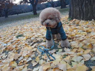 yellowcarpet����ƎB�炸�ɂ͂����Ȃ��I