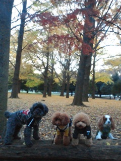 �V���[�S�[�B��