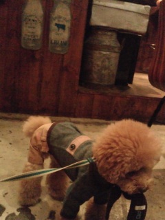 �~���N�{�g���̃e�B��