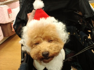 �T���^�X�q����