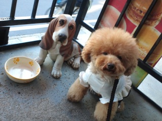 �V�F�V�[�}�փP�[�L�̗\��