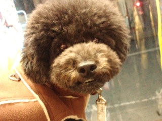 �T�u�����