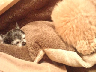 ����Ƃ����̃{�N�I�l���Ɂc