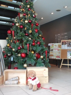 BALS�̃c���[