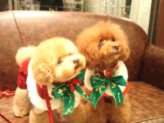 Youyou��������Ă܂���