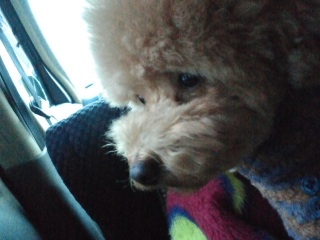 docomo����Ȃ��݂����B