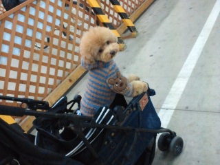 �}�}�͂��̊�ɋ����Ă܂��́B