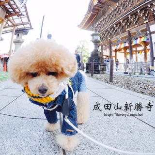 �Q�����琬�c�R��