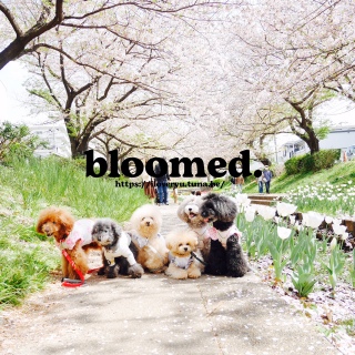 bloomed.シューゴー3