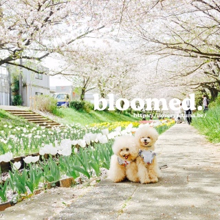 bloomed.桃ニコ9