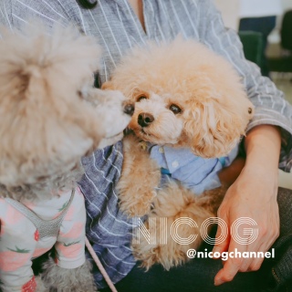 ���C�ˁ[�˂��肪�Ƃ��I