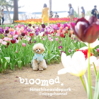 ߂ꂸjR̂񂾂BĂI