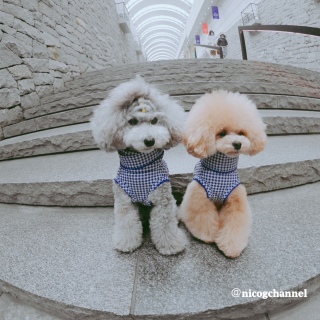 �j�R�����̖ѐF���D��