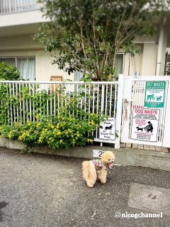 �x�����_��̖�