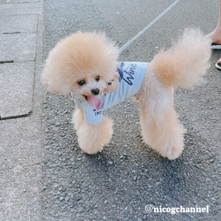 �����́[�ȗǂ���