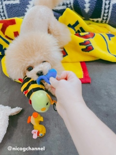 ���������D���j�R�W����