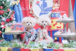 poodle beans{{Z܂ƁB