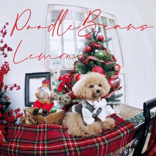 PoodleBeans
