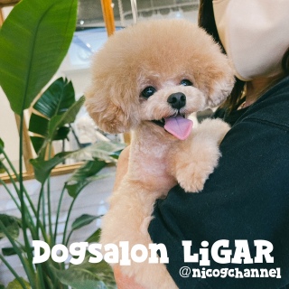 Dogsalon LiGAR after7