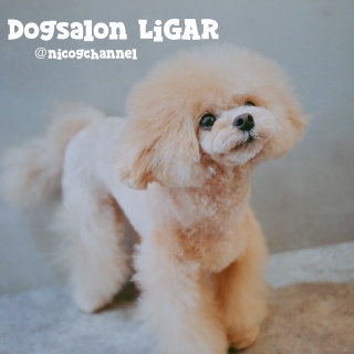 Dogsalon LiGAR after4