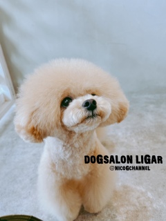 Dogsalon LiGAR4/27after4