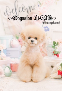 Dogsalon LiGAR4/27aftervۂ̂ʐ^