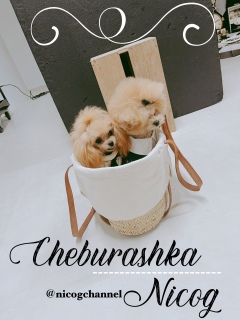 Ƃ̂cK[Cheburashka