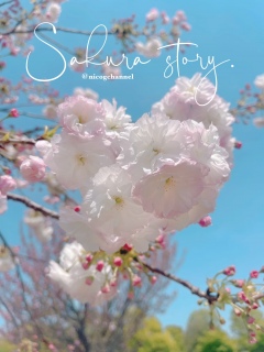 Sakura story.d