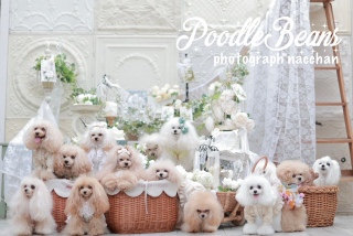 PoodleBeansȂ񂩂璸ʐ^2