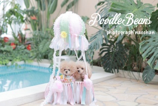 PoodleBeansȂ񂩂璸ʐ^3