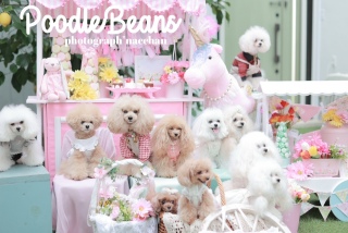 PoodleBeansȂ񂩂璸ʐ^10