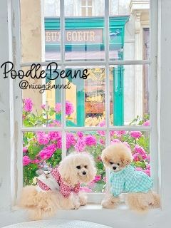 PoodleBeansug[Łc