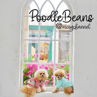 PoodleBeansRRsceneԍD