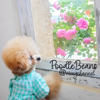 PoodleBeans^b`ĂꂽNICOG