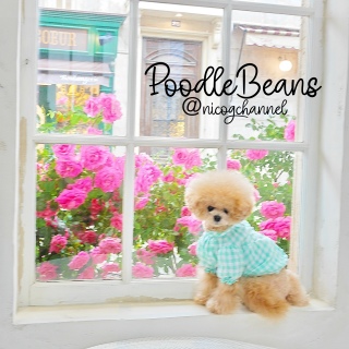 PoodleBeansgɍ}