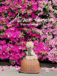 Azalea flower wall8jR\